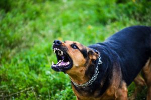  Individual Injured in Dog Bite Incident on Bandini Blvd